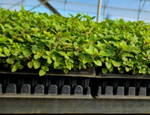 It’s oregano season