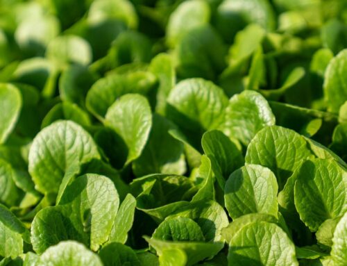 Summer tips for growers